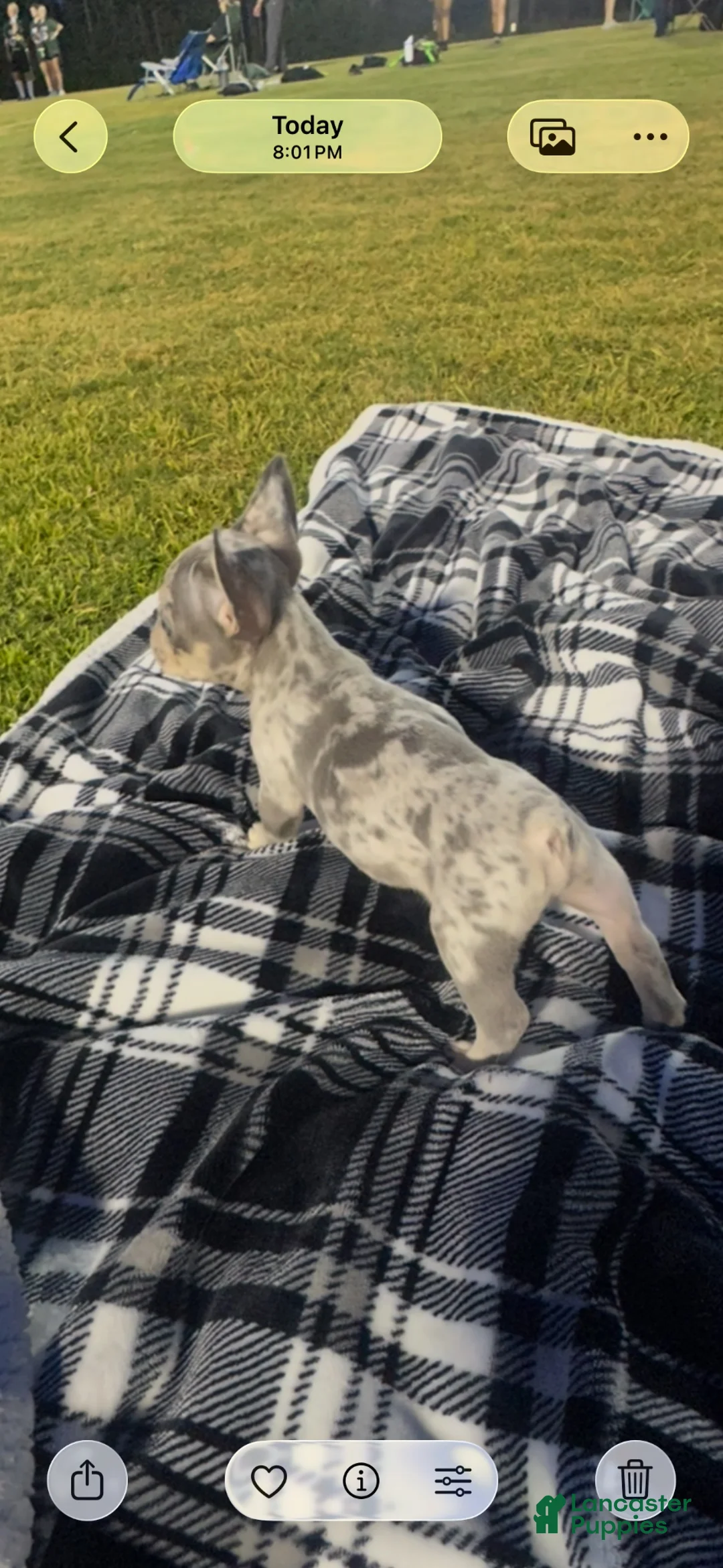 French Bulldog dogs for sale: French Bulldog 7 - Ad 2