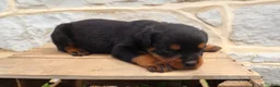 Rottweiler dogs for sale: Bing - Ad 3