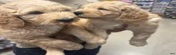 Goldendoodle dogs for sale: Goldendoodle Puppy 1 - Ad 3