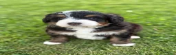 Mini Bernedoodle dogs for sale: Ridge - Ad 3