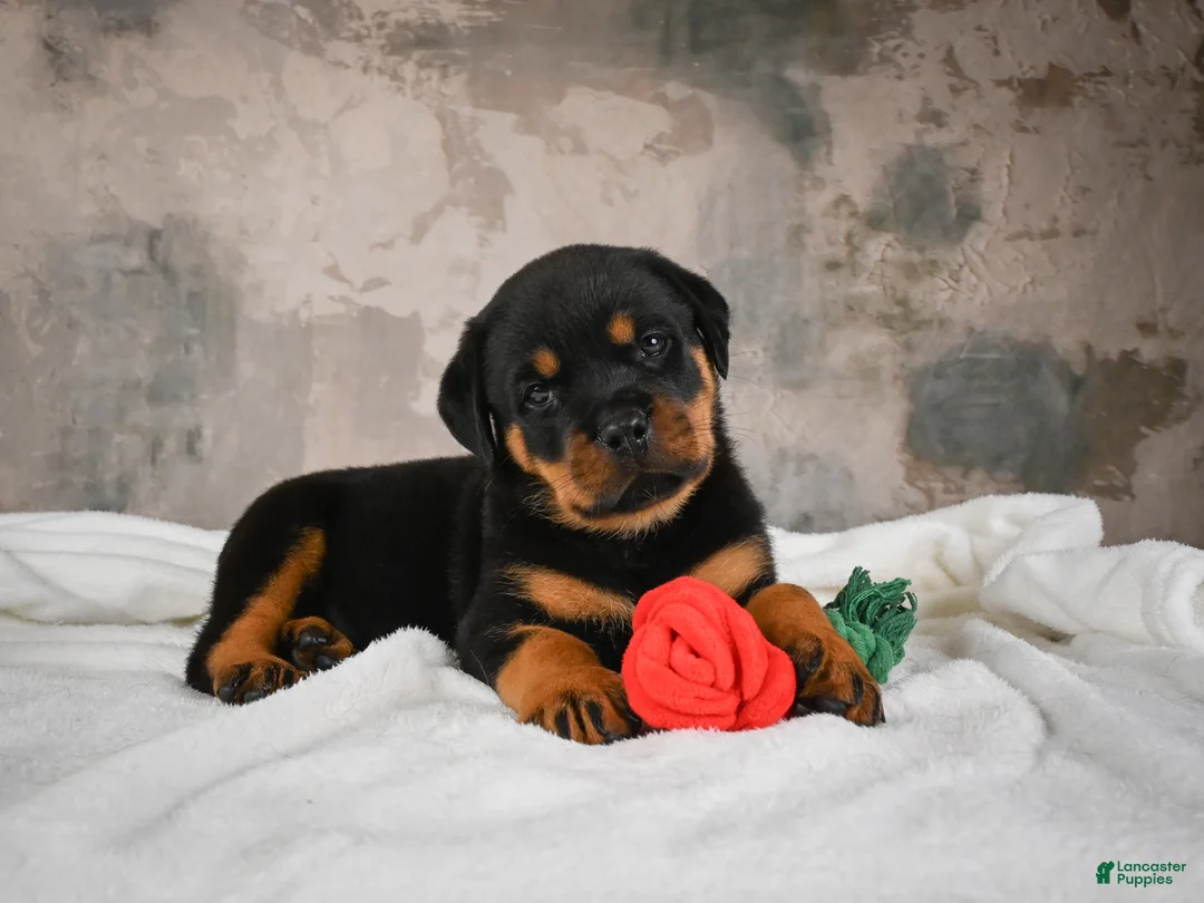 Rottweiler dogs for sale:  Callie 🌸 - Ad 1