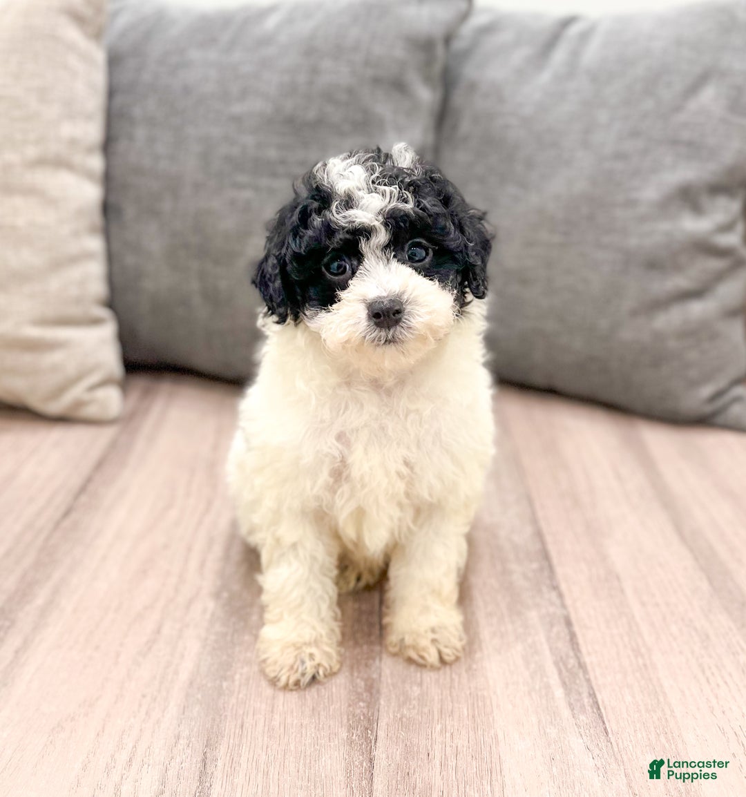 Miniature Poodle dogs for sale: Cookie - Ad 1