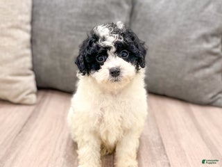 Miniature Poodle dogs Cookie - Ad 19