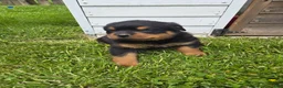 Rottweiler dogs for sale: Bingo  - Ad 2