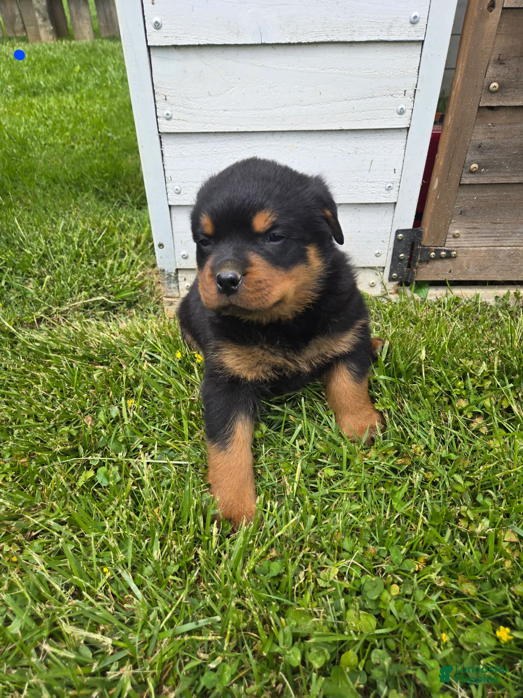 Rottweiler dogs for sale: Bingo  - Ad 2