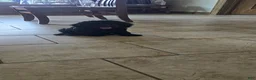Cockapoo dogs for sale: Zayn - Ad 9