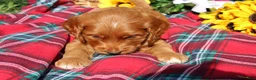 Mixed Breed dogs for sale: Posey - Irish Goldendoodle  - Ad 15