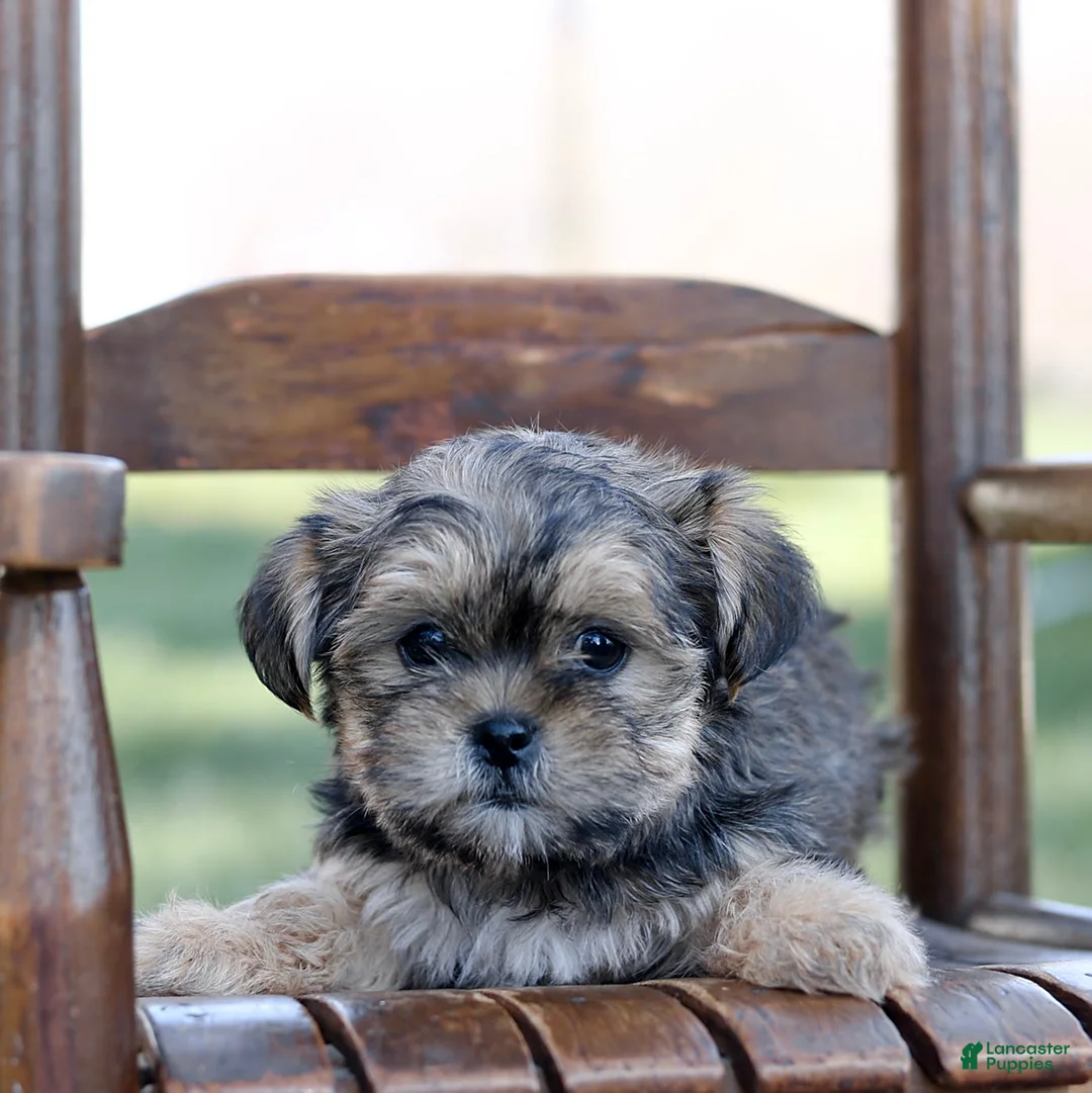 Gallery Image {{count}}