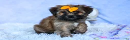 Shorkie dogs for sale: SUE - Ad 5
