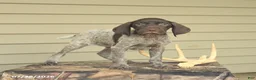 German Shorthaired Pointer dogs for sale: Diamond - Ad 3
