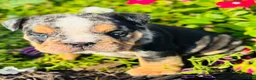English Bulldog dogs for sale: Danny - 73737 - Ad 3