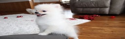 Pomeranian dogs for sale: Teacup Tony - Ad 22