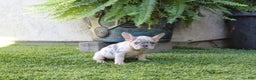 French Bulldog dogs for sale: French Bulldog Puppy 1 - Ad 4