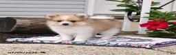 Pomeranian dogs for sale: Poppy - Ad 1