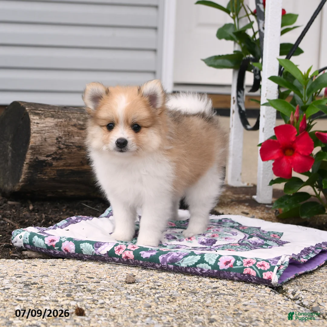 Pomeranian dogs for sale: Poppy - Ad 1