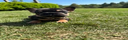 French Bulldog dogs for sale: Coco - Ad 7