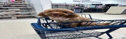 Toy Poodle dogs for sale: Colby Jack - Ad 9