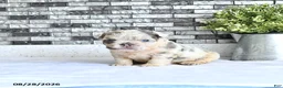 French Bulldog dogs for sale: Della - Ad 3