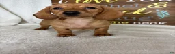 Dachshund dogs for sale: Dixie - Ad 4
