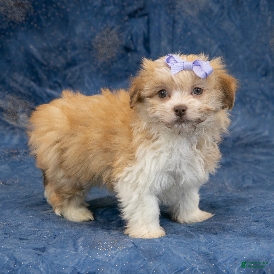 Havapoo dogs for sale: Eva - Ad 1