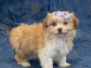 Havapoo dogs Eva - Ad 7