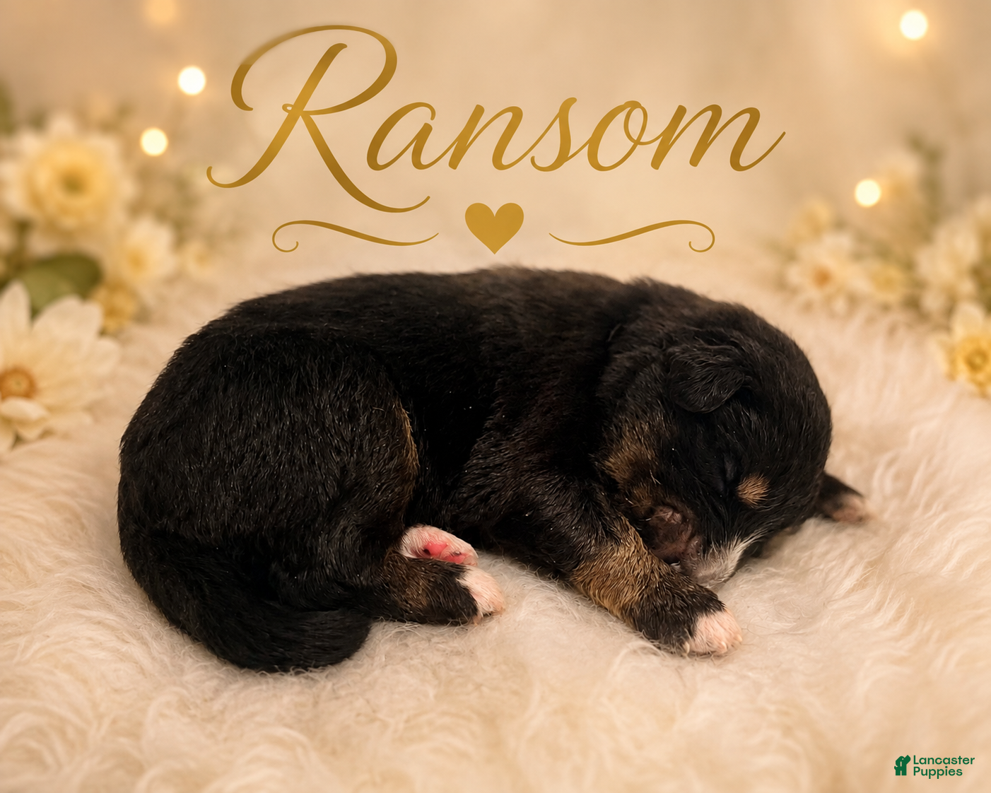 Mixed Breed dogs Ransom - Ad 1