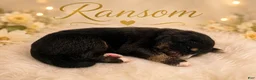 Mixed Breed dogs for sale: Ransom - Ad 1