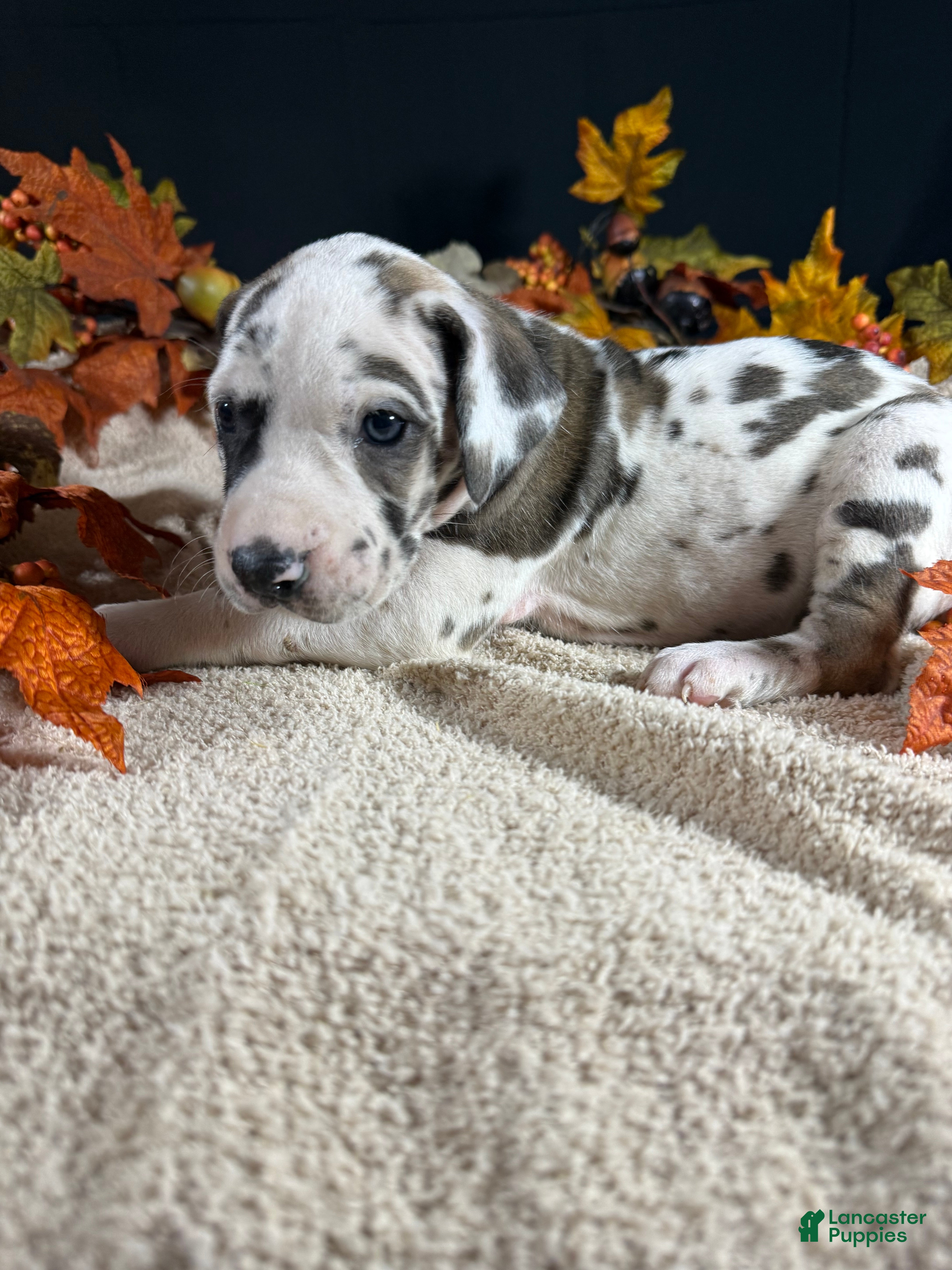Great Dane dogs Sparkler  - Ad 1