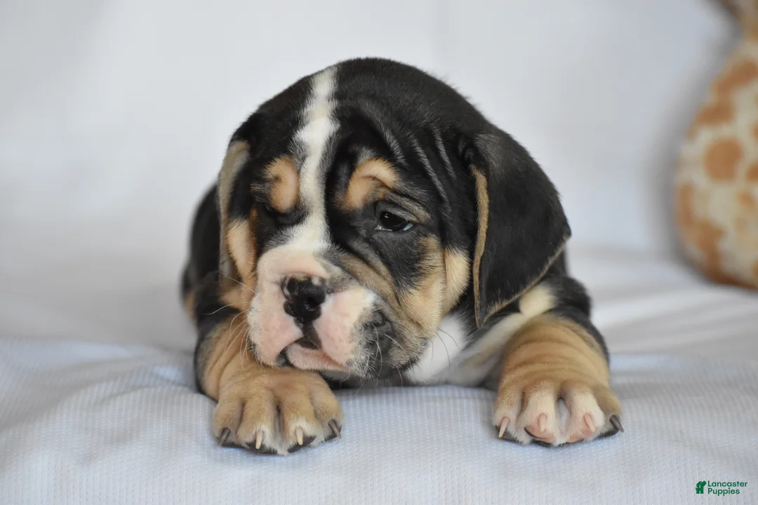 Beabull dogs for sale: Skyler - Ad 6
