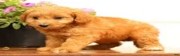Mini Goldendoodle dogs for sale: Abby - Ad 6