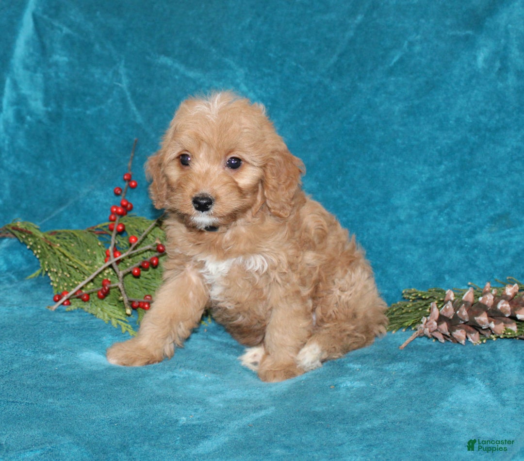 Mini Goldendoodle dogs for sale: Jewel - Ad 4