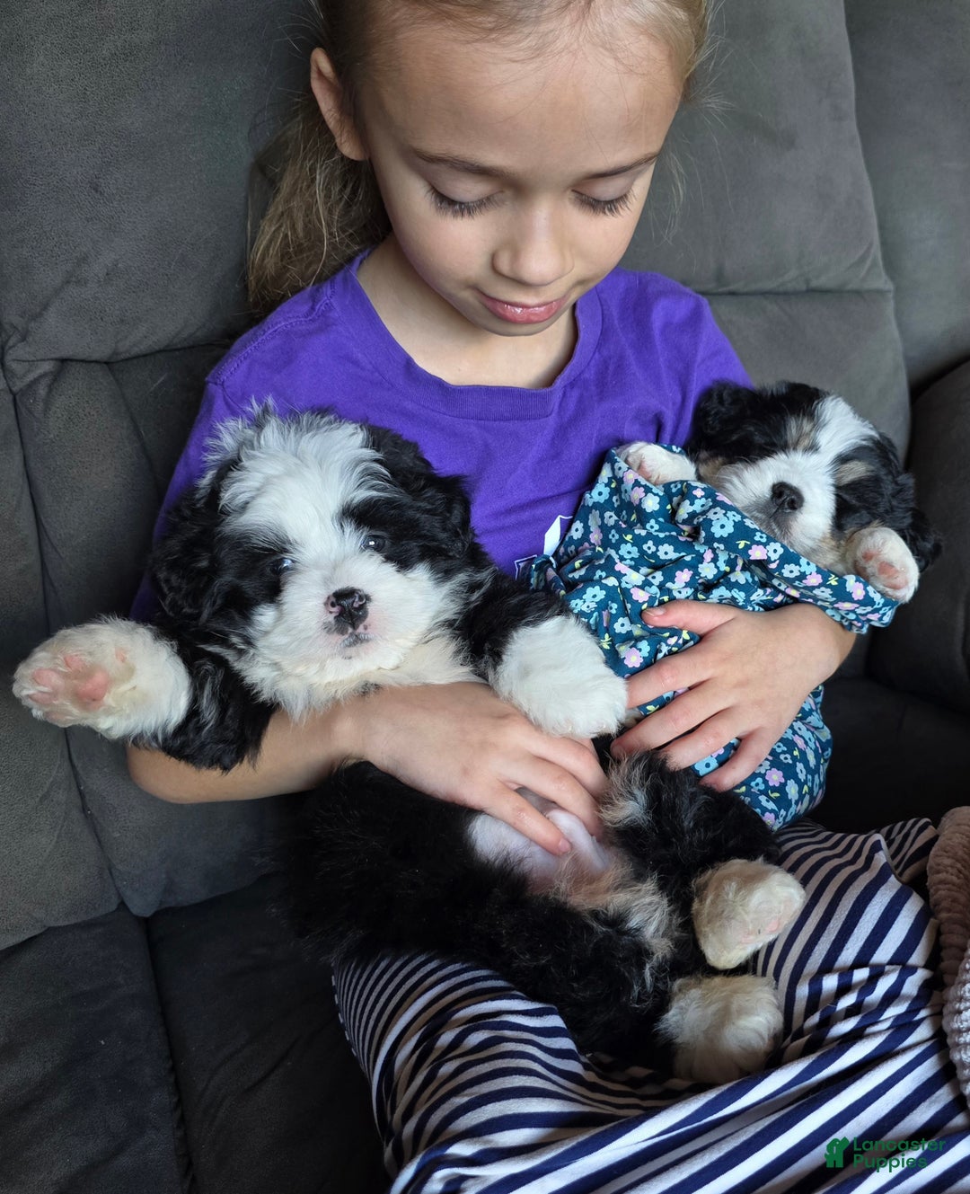 Mini Bernedoodle dogs for sale: Mini Boots - Ad 17