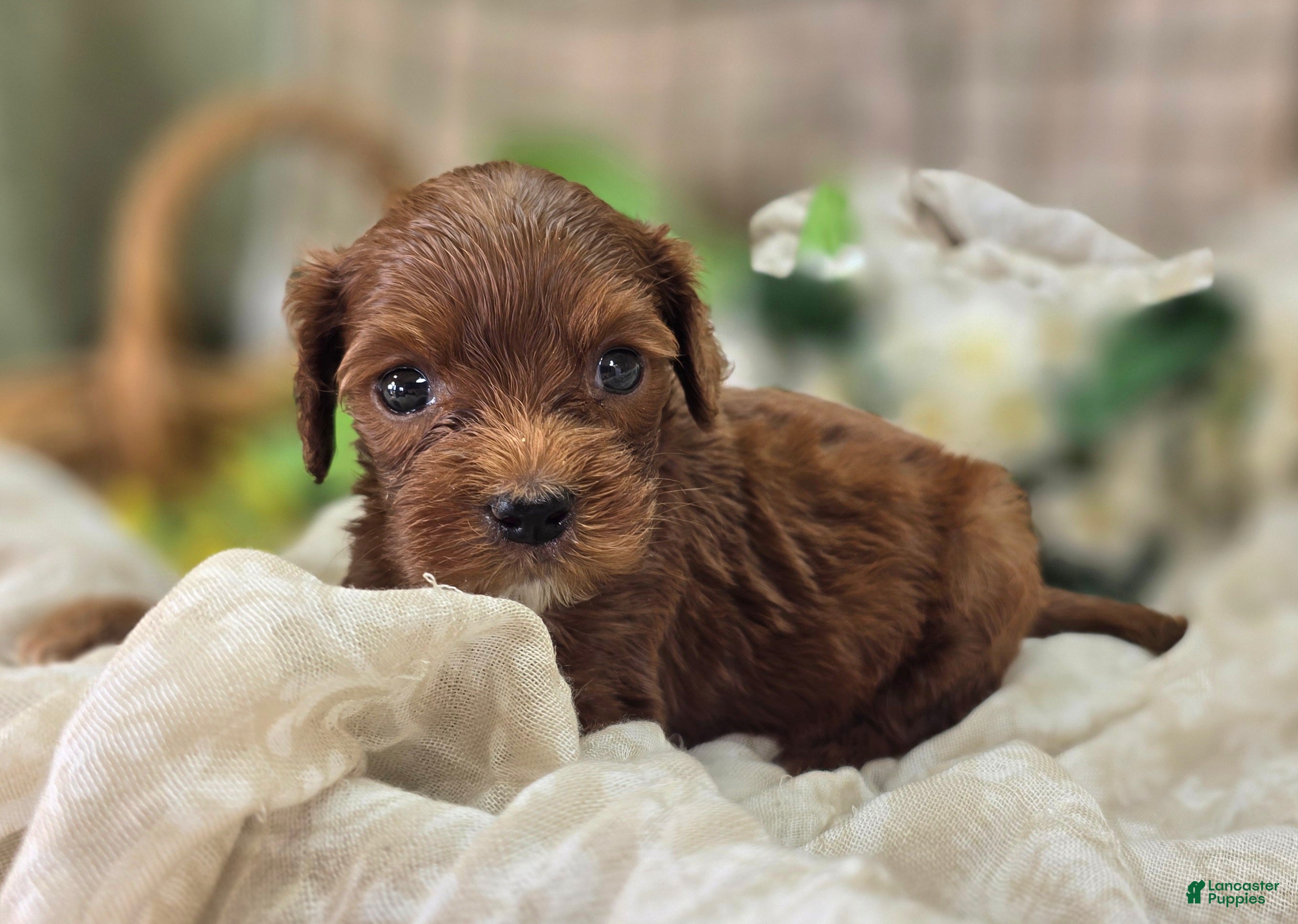 Cockapoo dogs Emily - Ad 15