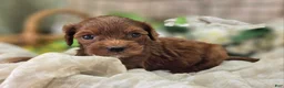 Cockapoo dogs for sale: Emily - Ad 19