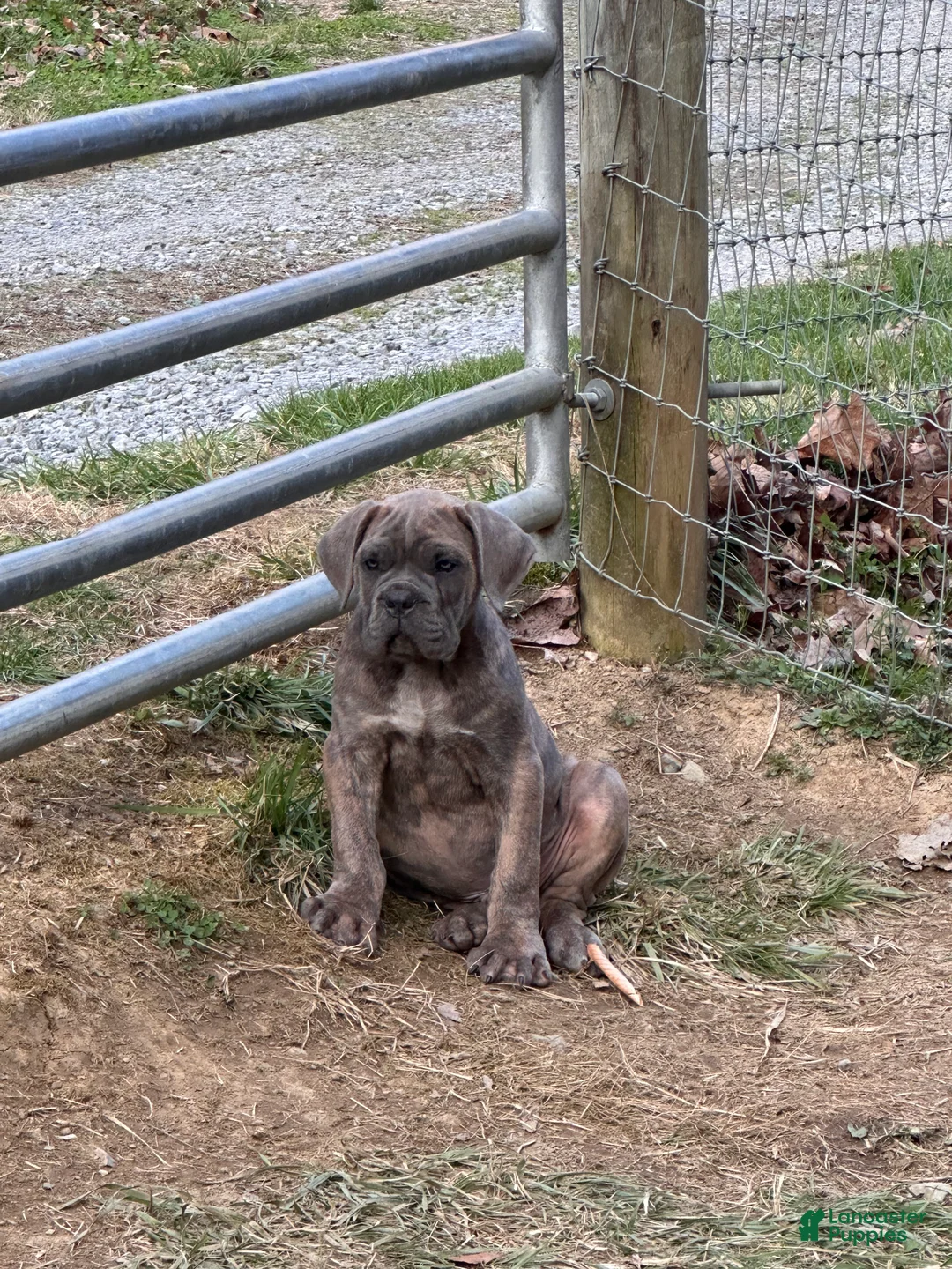 Cane Corso dogs for sale: Cane Corso Puppy 1 - Ad 2