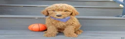 Mini Goldendoodle dogs for sale: Theo (medium) - Ad 5