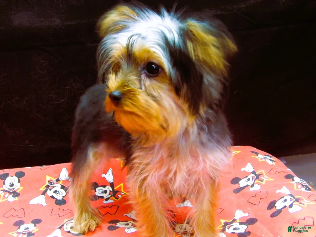 Yorkshire Terrier dogs for sale: Yorkshire Terrier 2 - Ad 2