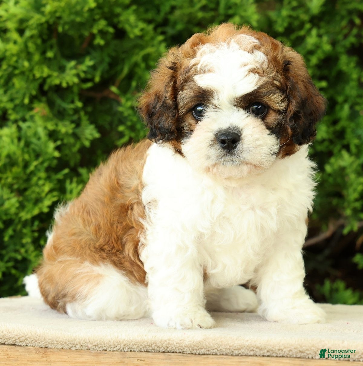 Mixed Breed dogs for sale: Honey - Ad 4
