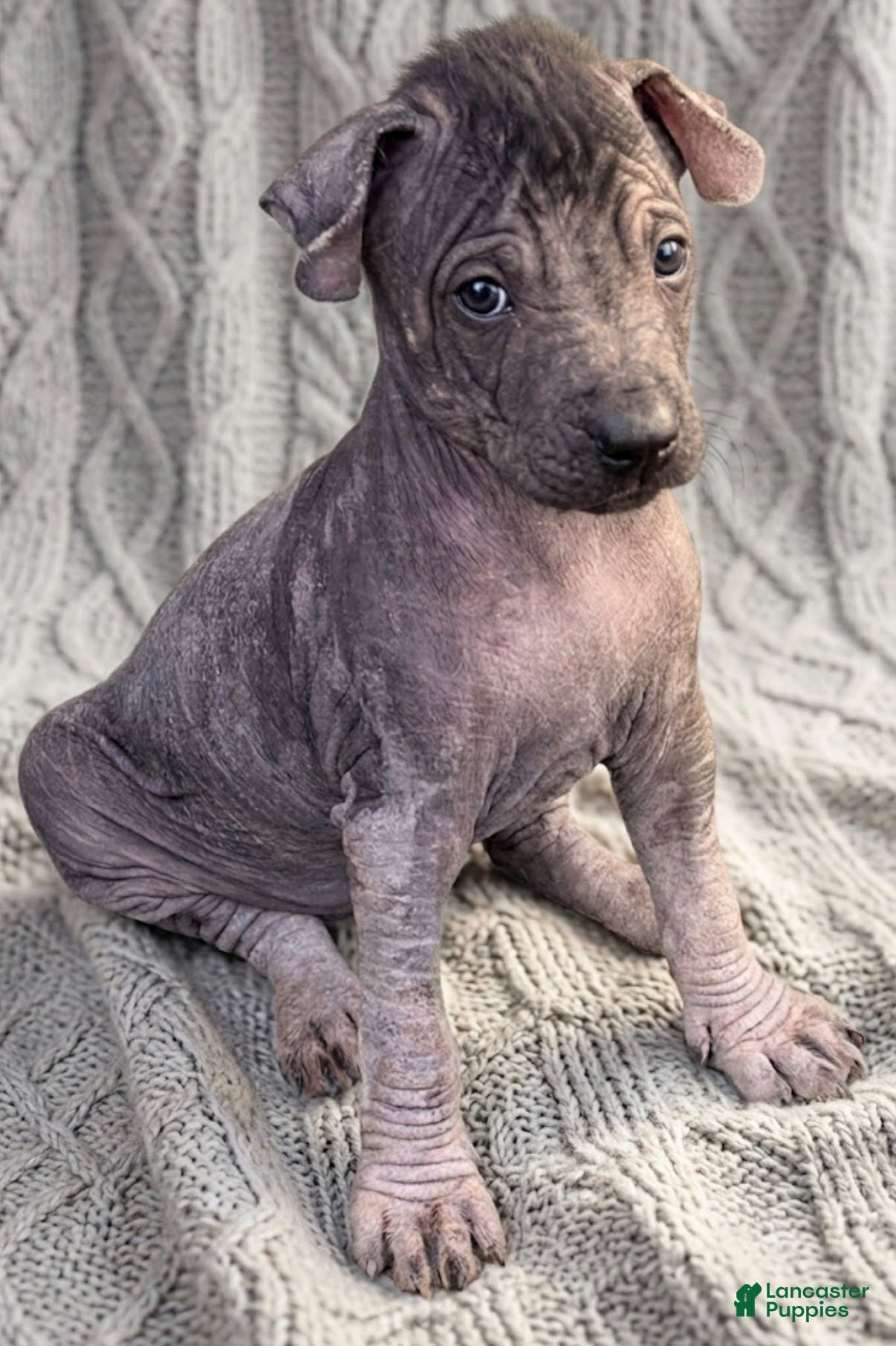 Xoloitzcuintle dogs Boy 2 - Ad 37