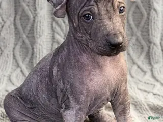 Xoloitzcuintle dogs Boy 2 - Ad 33