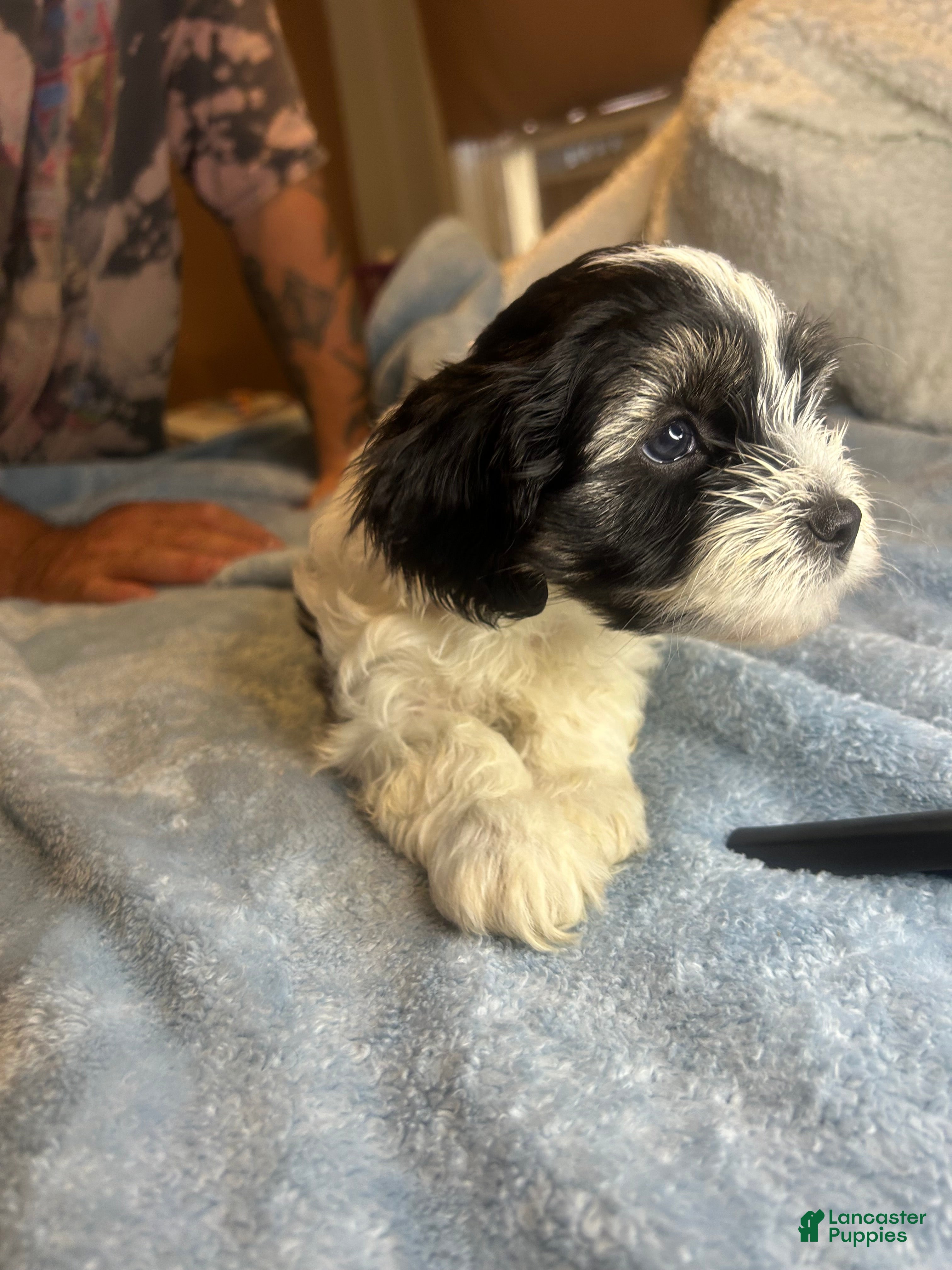 Teddy Bear dogs Boomer  - Ad 27