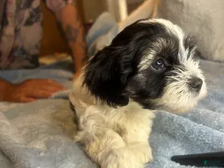 Teddy Bear dogs Boomer - Ad 27