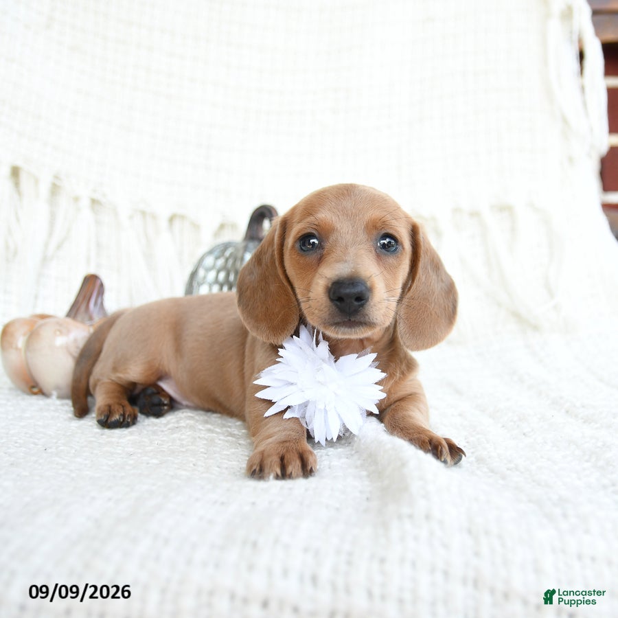 Miniature Dachshund dogs Sparrow - Ad 2