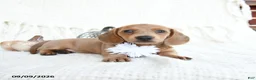Miniature Dachshund dogs for sale: Sparrow - Ad 2