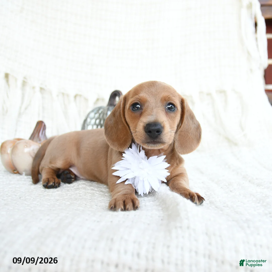 Miniature Dachshund dogs for sale: Sparrow - Ad 2