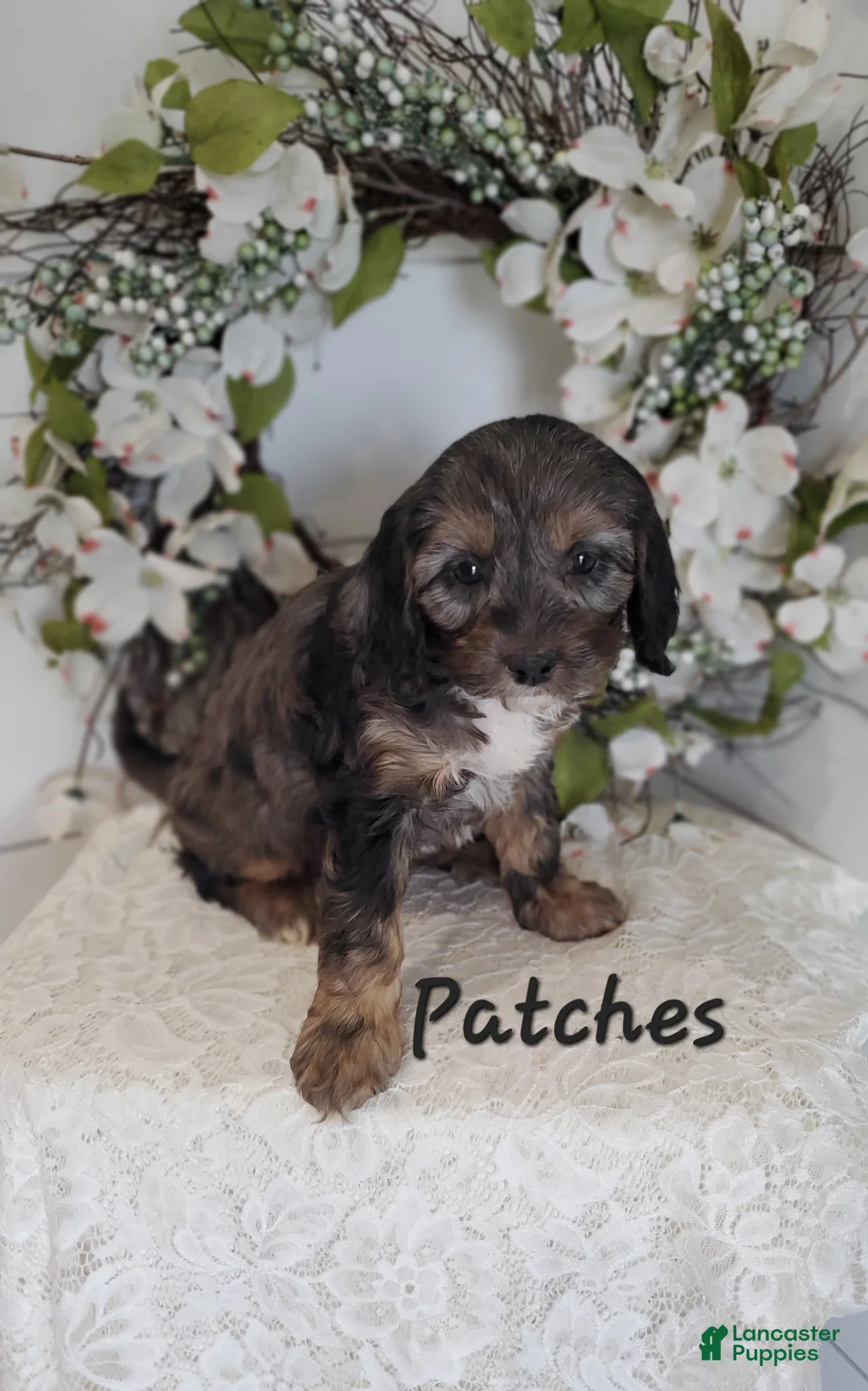 Cavapoo dogs for sale: Patches  - Ad 2