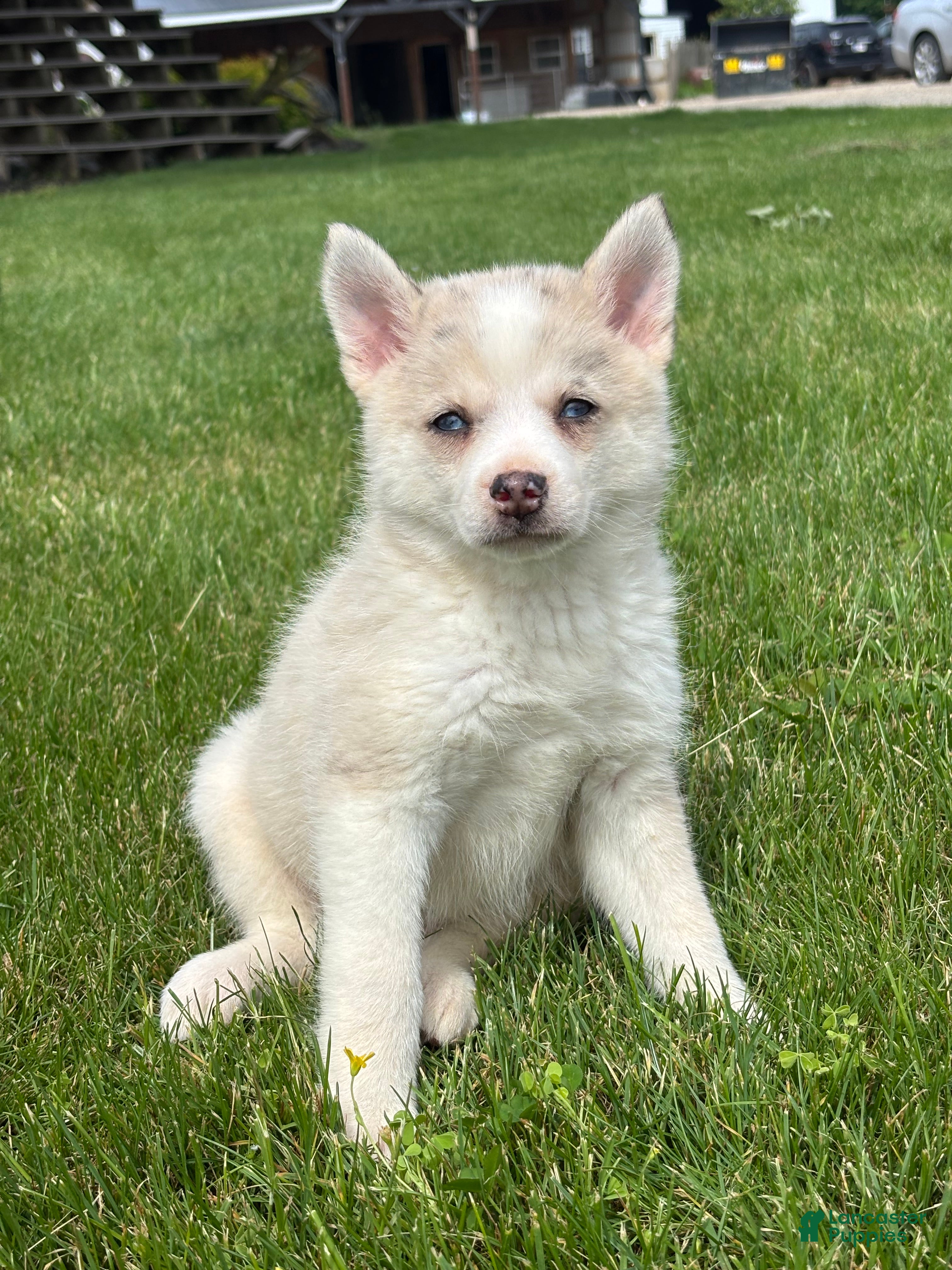 Pomsky dogs Stella - Ad 2