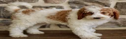Goldendoodle dogs for sale: Josie - Ad 3