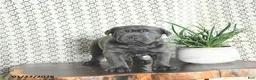 Cane Corso dogs for sale: Ace - Ad 1