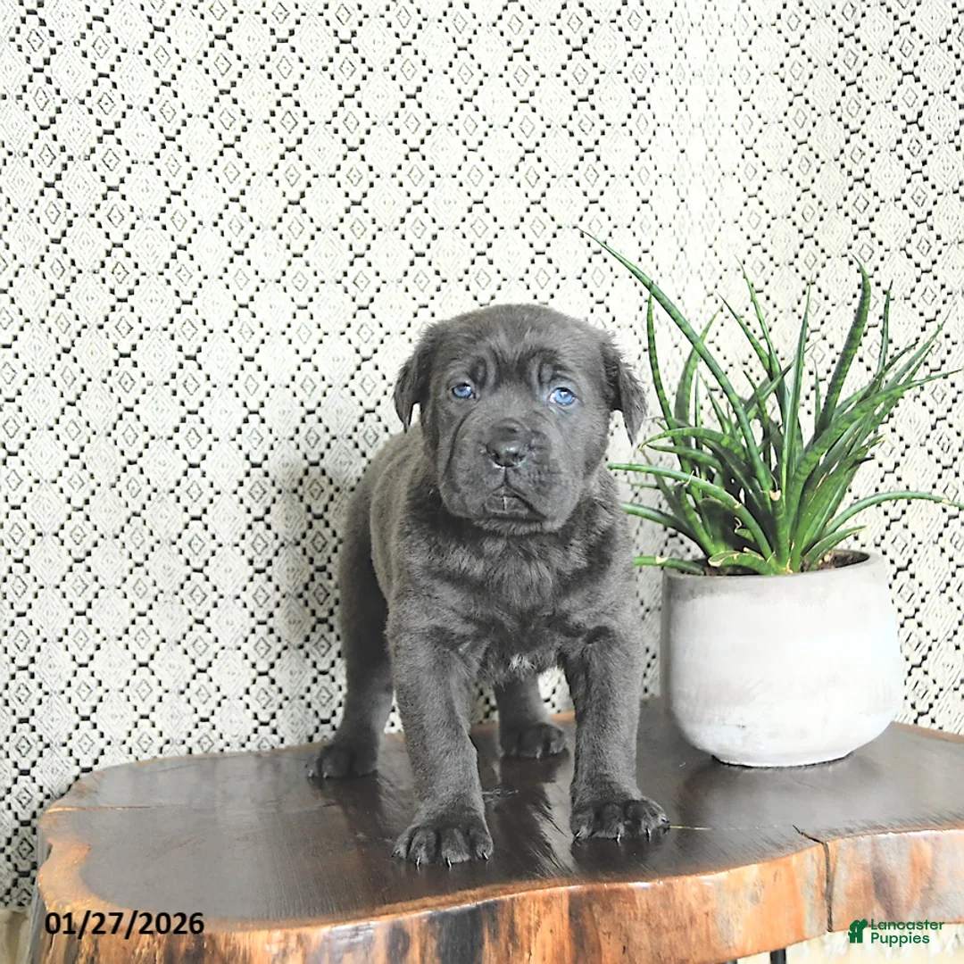 Cane Corso dogs for sale: Ace - Ad 1